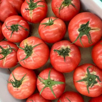 数量限定の訳ありトマト】大玉トマトたっぷり 3.5kg スジ・キズ