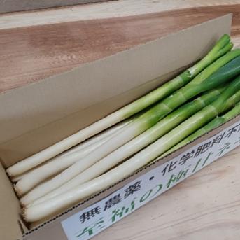 信州産【白ネギ】20本⭕️香り豊か⭕️採れたて瑞々しい「白ネギ」✨無農薬✨有機栽培✨ S／M／L／2L　20本入り 野菜/ねぎ通販
