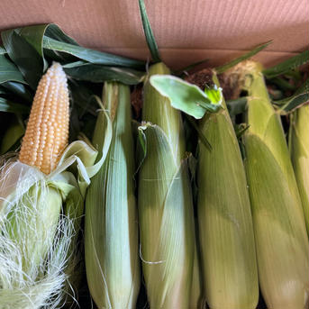 【訳あり】とうもろこし　群馬県東吾妻町産　20本 とうもろこし　20本 野菜/とうもろこし通販
