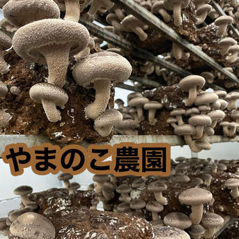 並んでいる特選しいたけ大サイズ12本約800グラム冷蔵発送込み 約800グラム 野菜/きのこ通販