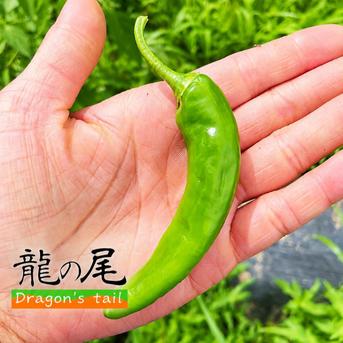 送料込み【9月上旬頃発送】収穫当日出荷 青唐辛子「龍の尾」500g 栽培