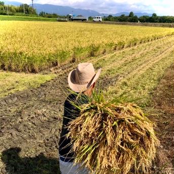ほんのり甘い♪採れたてそのまま！米専用低温冷蔵庫保管　令和3年滋賀県コシヒカリ 白米約10kgリサイクル箱 コシヒカリ白米10㌔➕玄米2㌔ 米・穀物/米/精米通販