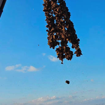 フライングオイスター(加熱用冷凍殻付き牡蠣)5kわいわいBBQや蒸し牡蠣で！ 5k(70個〜90個) 魚介類/牡蠣通販