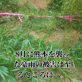 新生姜 2kg 農薬栽培期間中不使用・無肥料 熊本県産 露地 自然栽培