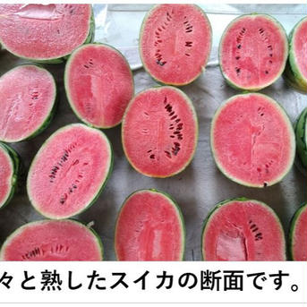 小玉スイカ シャリっと甘い！あきた夏丸チッチェ！〈フリーサイズ２玉：お得！〉 フリーサイズ２玉 果物/スイカ通販