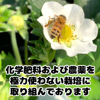 【❄️冷凍いちご3kg（1kg×3袋）】そのまま食べれる新鮮バラ冷凍✨【贅沢いちごを瞬間冷凍🍓】 3kg 果物/いちご通販