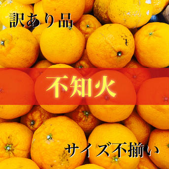 【アウルの日】 有田産　 不知火 10キロ 訳あり品 サイズ混合　有田和歌山みかん家庭用 10kg 果物/その他柑橘類通販