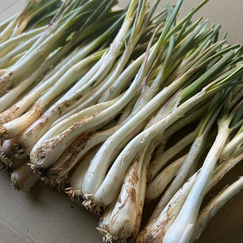 農家直送】沖縄 伊江島特産島らっきょう500g | 野菜/その他野菜 産直