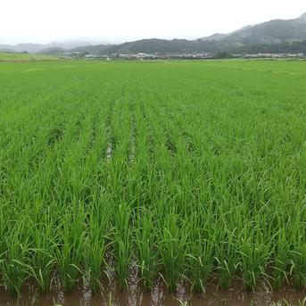 お米🍚 新米 【ヒノヒカリ】 5kg袋x4袋(合計20kg) 米・穀物/米/精米通販