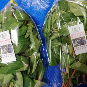 【兵庫県産】有機野菜セット（空芯菜、モロヘイヤ、ツルムラサキ、枝豆） 600g 野菜/野菜セット・詰め合わせ通販