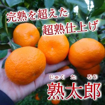 晩生みかんの旨さたっぷり！超熟みかん「熟太郎（じゅくたろう）」お