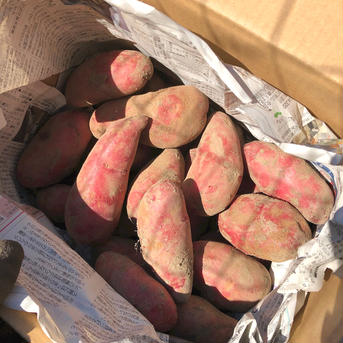10kg”農家の中でも『幻』のじゃがいも！世界一美味しいじゃがいも！【数量限定】毎年即完売！うまい野菜！！自然栽培！農薬不使用！無肥料！固定種！ 10kg じゃがいも 野菜/じゃがいも通販