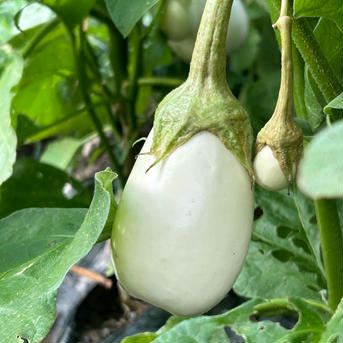 猪野農園の白ナス 4本 野菜/茄子通販