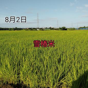 特別栽培米新潟県産コシヒカリ15k ｜ 米・穀物/米/精米 産直アウル
