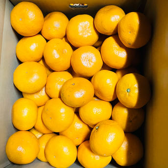 みかん♪♪♪ みかん様 みかん様 ミカン様 ミカン様 蜜柑様 レビュー