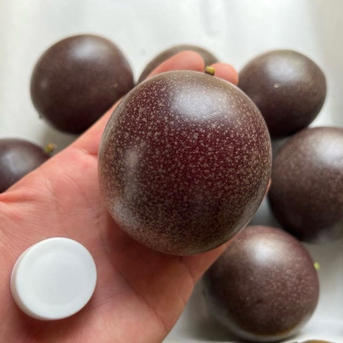 沖縄県産 パッションフルーツ500g/カニステル500g ｜ 果物/その他果物