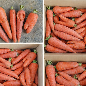 訳あり規格外】にんじん6kg｜京くれない｜朝どれ直送・有機質肥料栽培