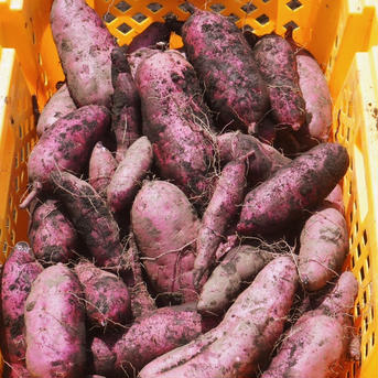 【販売農家さんわずかの品種】熟成パープルスイートロード７ｋｇ（土付き：箱入）10月頃～発送予定！　【アウルの日】 Pスイートロード７ｋｇ 野菜/さつまいも通販