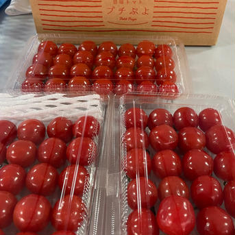 旨味トマト🍅プチぷよ【約800g】 約７９０g 野菜/トマト通販