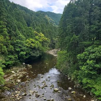 2025年産[巣箱1.2]日本みつばちの蜜600g(300g×2本) 和歌山古座川産