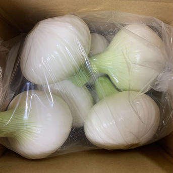 新玉ねぎ白剥き2kg🧅シャーロットオニオン　お買い得‼️主婦の味方❗️生ゴミ無し❗️即使える🧅 白剥き新玉ねぎ2kg 野菜/玉ねぎ通販