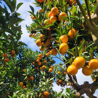 家庭用】屋久島名産たんかん5キロ ｜ 果物/オレンジ・その他みかん