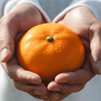贈答用】柑橘の大トロ せとか 3kg ～とろける濃厚果実～ ｜ 果物