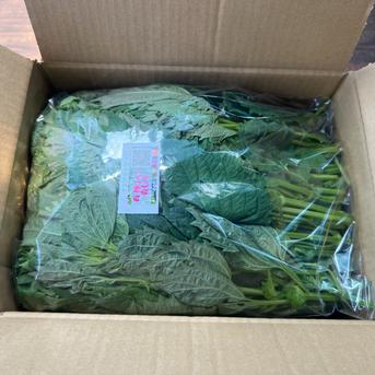 ☆有機JAS認証☆香り豊かな朝採れ青しそ600g 青しそ 野菜/その他野菜通販