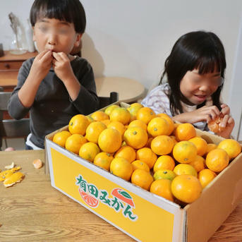 2kg】温州みかん ｜ 果物/温州みかん 産直アウル 農家・漁師など生産者