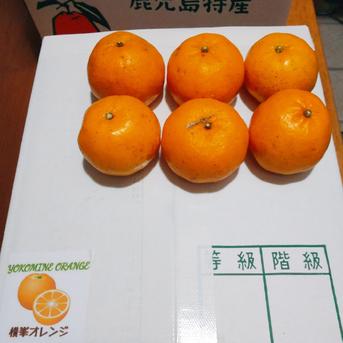 鹿児島県産「訳あり小さいポンカン」箱込み10kg | 果物/オレンジ