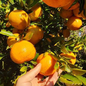 鹿児島県産「訳あり小さいポンカン」箱込み10kg | 果物/オレンジ
