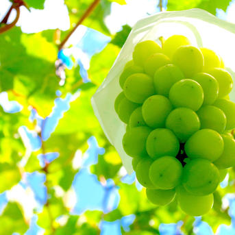 彩り2色セット】シャインマスカット、藤稔の2種詰め合わせ ｜ 果物