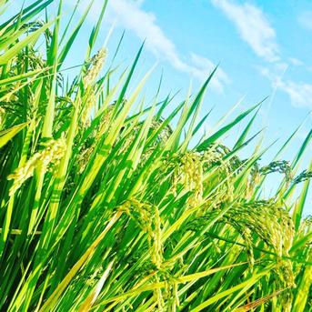 2024年 岡山県産 きぬむすめ 24kg 玄米 24kg 米・穀物/玄米通販