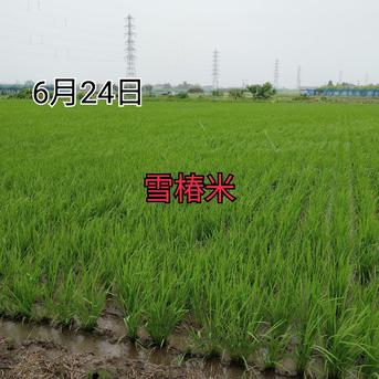 特別栽培米新潟県産コシヒカリ15k ｜ 米・穀物/米/精米 産直アウル