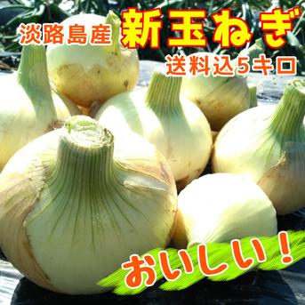 送料込【サイズおまかせ5キロ】淡路島の新玉ねぎ 5キロ 野菜/玉ねぎ通販