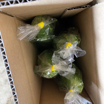 【お中元】糖度21度超え！朝採りホワイトコーン　約2kg（4〜6本） 約2kg 野菜/とうもろこし通販
