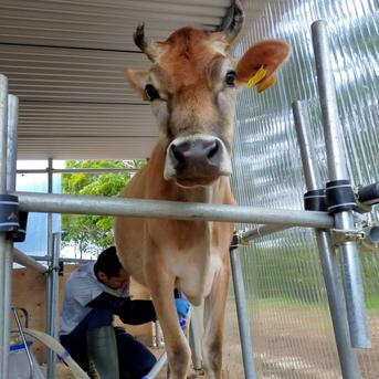 希少な国産グラスフェッドミルクでつくる！沖縄県やんばる産ジャージー牛乳無添加カップアイス（ミルク味6個入）と非加熱蜂蜜Bitter Honey（1個）のセット　熨斗対応可 ＜アイス＞110ml×6個、＜蜂蜜＞200ｇ×1個 乳製品/その他乳製品通販