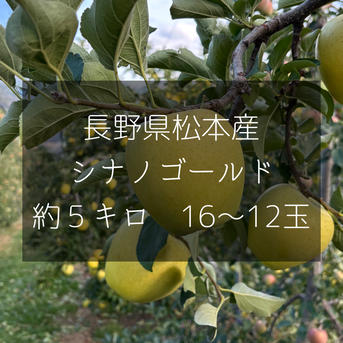 長野県松本産 りんご【シナノゴールド】 約3キロ ｜ 果物/りんご 産直 