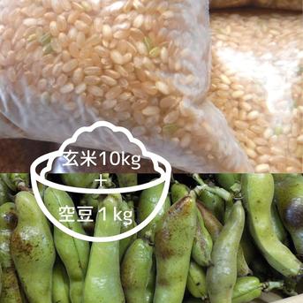 そら豆10kg そら豆 LMS混合10kg 専用品 最 安値