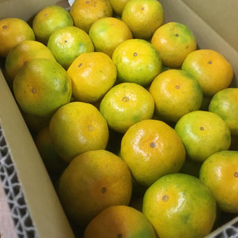 極早生みかん5kg 5kg 果物/温州みかん通販