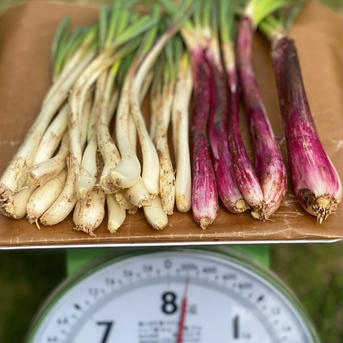 🌱島らっきょう🌱赤らっきょう100gづつのお試し2種セット🌱土・葉つき　レターパック送料込み 島らっきょう100g、赤らっきょう100gの合計200㌘ 野菜/その他野菜通販