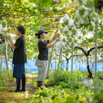 【9/10お届け予定】頑張った自分に。大切なあの人に。ありがとうのシャインマスカットを贈りませんか？（1.2kg、2房入り） シャインマスカット2房（600g×2房入り） 果物/ぶどう通販
