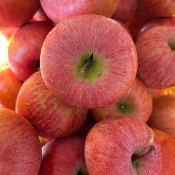 甘さ濃厚‼️山形県産サンふじ【小玉訳あり5キロ】 | 果物/りんご 産直