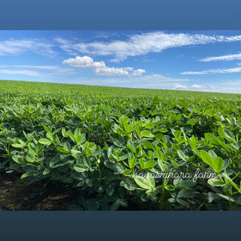【先行予約】9月発送　茹で用生落花生　北海道十勝産（郷の香）1kg 1kg 野菜/豆類通販