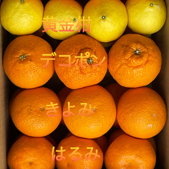 柑橘5品種各多め詰合せ 5キロ  果物/オレンジ・その他みかん通販