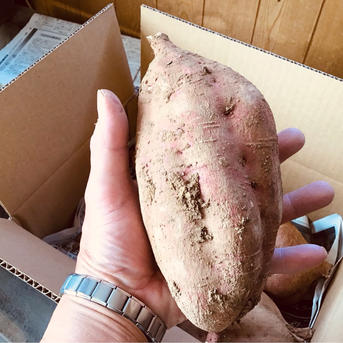 さつまいも種子島産安納芋 BIG特大サイズ約4.5kg | 野菜/さつまいも