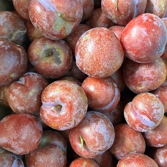 枕崎育ちのレアすもも「ガラリ」｜今だけの期間限定！！2kg ｜ 果物
