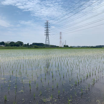 【令和4年新米・有機栽培・こしひかり胚芽米５kg】清らかな地下水で育てたお米！スプリングライス 有機育ちゆうき君こしひかり ５kg 米・穀物/その他米通販