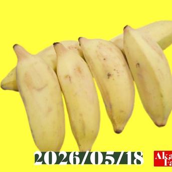 数量限定です！貴重『アップルバナナ』約2kg ｜ 果物/バナナ 産直