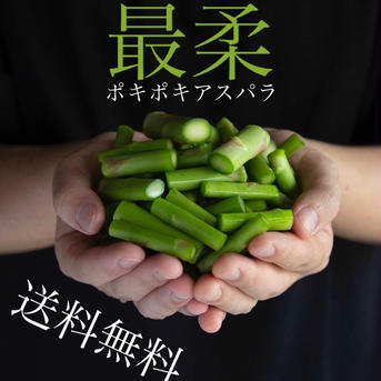 送料無料☆数量限定 ”最柔” ポキポキアスパラ1kg さぬきのめざめ 1kg 野菜/アスパラガス通販